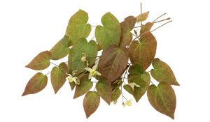 Horny Goat Weed